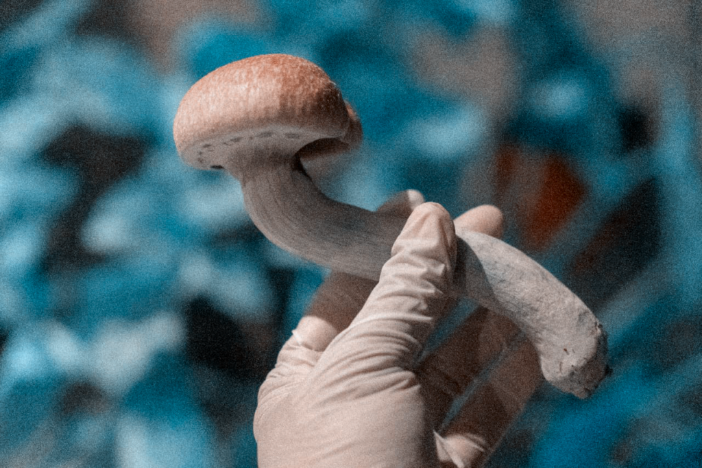 Mushroom with Blue Tint